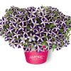 ПЕТУНИЯ Amore Purple