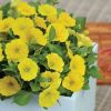 ПЕТУНИЯ Capella Hello Yellow