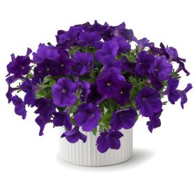 ПЕТУНИЯ Capella Indigo Imp.