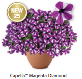 ПЕТУНИЯ Capella Mangenta Diamond