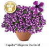 ПЕТУНИЯ Capella Mangenta Diamond