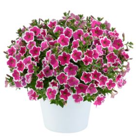 ПЕТУНИЯ Capella Rim Fuchsia