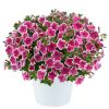 ПЕТУНИЯ Capella Rim Fuchsia