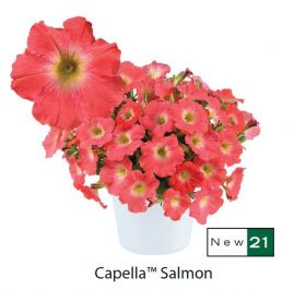 ПЕТУНИЯ Capella Salmon Imp.