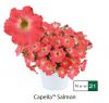 ПЕТУНИЯ Capella Salmon Imp.
