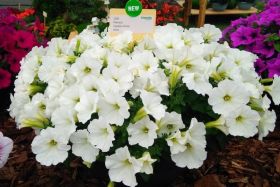 ПЕТУНИЯ Capella White Imp.