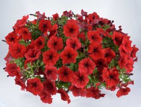 ПЕТУНИЯ Cascadias Chili Red