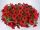 ПЕТУНИЯ Cascadias Chili Red
