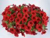 ПЕТУНИЯ Cascadias Chili Red