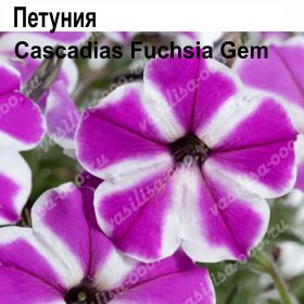 ПЕТУНИЯ Cascadias Fuchsia Gem