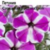 ПЕТУНИЯ Cascadias Fuchsia Gem