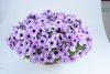 ПЕТУНИЯ Cascadias Lavender Ice