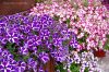 ПЕТУНИЯ Cascadias Purple Gem