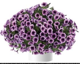 ПЕТУНИЯ Cascadias Purple Ice