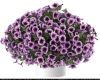 ПЕТУНИЯ Cascadias Purple Ice