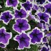 ПЕТУНИЯ Cascadias Rim Violet Imp.