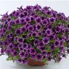 ПЕТУНИЯ Littletunia Blue Vein