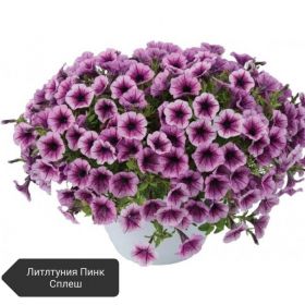 ПЕТУНИЯ Littletunia Pink Splash