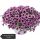 ПЕТУНИЯ Littletunia Pink Splash