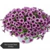 ПЕТУНИЯ Littletunia Pink Splash