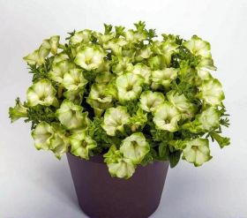 ПЕТУНИЯ Ray Pistachio Cream