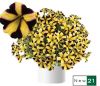 ПЕТУНИЯ Ray Sunflower Imp.