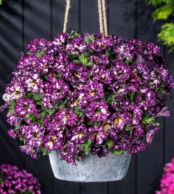 ПЕТУНИЯ Splash Dance Purple Polka