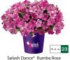 ПЕТУНИЯ Splash Dance Rumba Rose