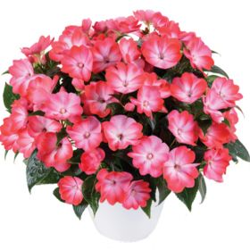 Бальзамин нг Harmony Radiance Hot Pink