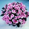 Бальзамин нг Harmony Raspberry Cream