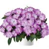 Бальзамин нг Harmony Radiance Lilac