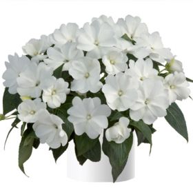 Бальзамин нг Harmony Snow