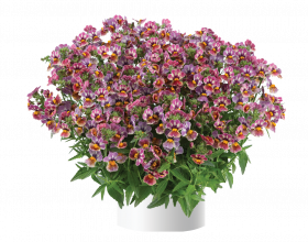 Немезия Nesia Tutti Frutti