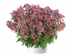 Немезия Nesia Tutti Frutti