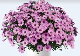 ОСТЕОСПЕРМУМ Ostica Mega Pink