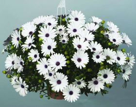 ОСТЕОСПЕРМУМ Osticade Pure White