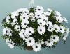 ОСТЕОСПЕРМУМ Osticade Pure White