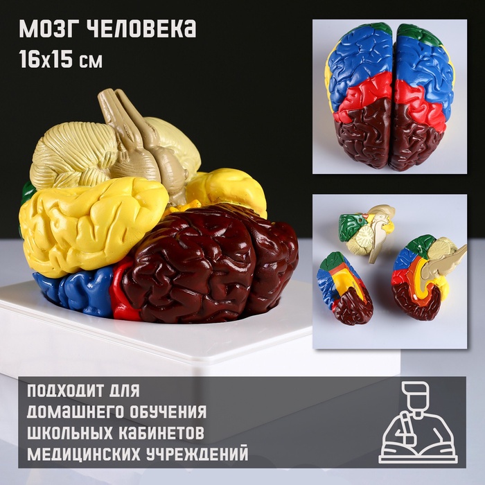 Анатомическая модель «Макет мозга человека», 16?15 см
