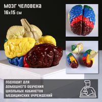 Анатомическая модель «Макет мозга человека», 16?15 см