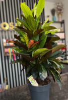 Codiaeum