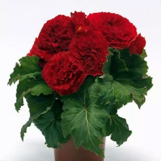 Бегония клубневая (Begonia tuberosa) Amerihybrid Ruffled Red, 25 драже