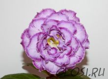 ЕН-Северия (сел.Е.Николаева) Новинка 2025!