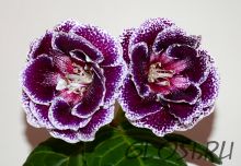 ЕН-Сны Клеопатры (сел.Е.Николаева) Новинка 2025!