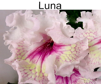 Luna (П. Клещыньски)