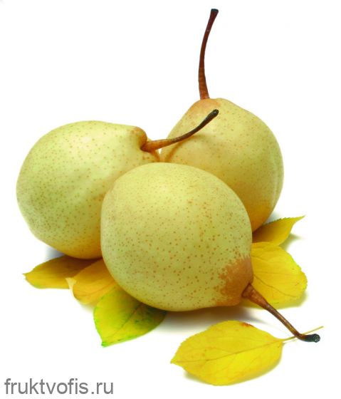 Груша китайская