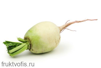 Редька маргеланская зеленая