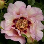 Pion-ITO-Pastel-Splendor-2-3p-1-sht