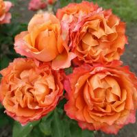 Ти Амо Моргенрот (Ti Amo Morgenrot)