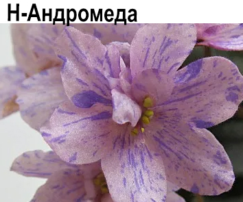 Н-Андромеда (Бердникова)