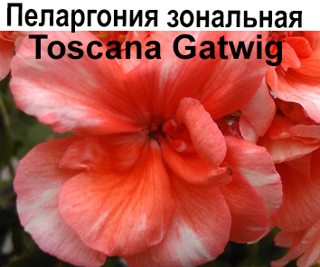 Пеларгония зональная Toscana Gatwig